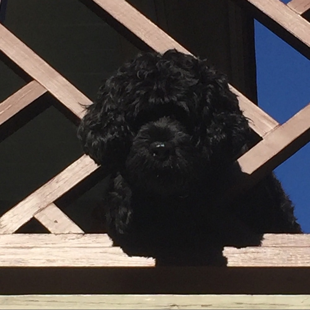 Meet your Posher, Jac